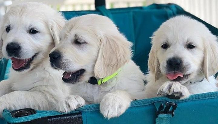 Golden Retriever puppies