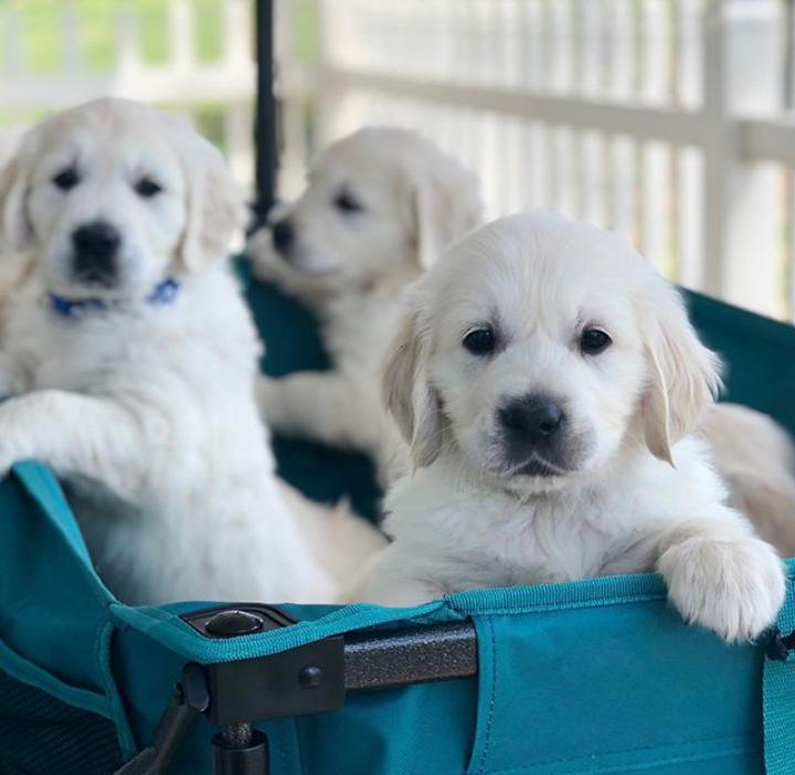 Golden Retriever puppies