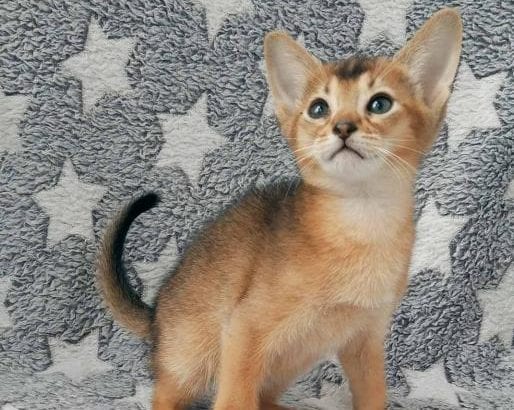 Abyssinian Kittens ready now