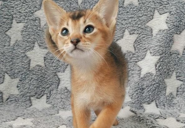 Abyssinian Kittens ready now