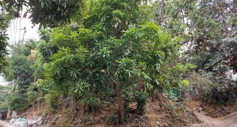 HOUSE AND LOT FOR SALE –